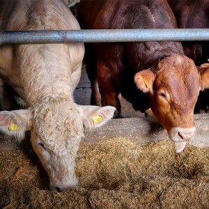 恒歌養殖溯源監控系統高精度溫濕度變送器,智能畜牧養殖業環境監控系統溫濕度解決方案